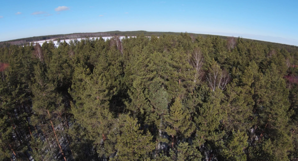 Attēlā ir no augšas redzams mežs, foto uzņemts ar dronu. Fonā ir gaiši zila debess