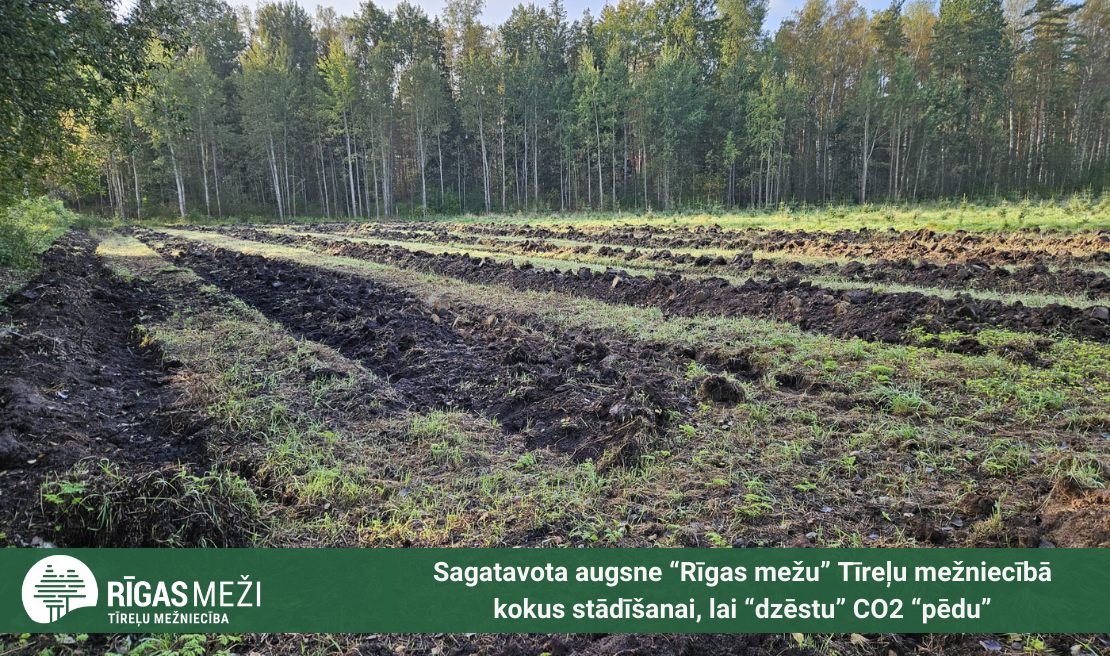 Sagatavota augsne “Rīgas mežu” Tīreļu mežniecībā kokus stādīšanai, lai “dzēstu” CO2 “pēdu”