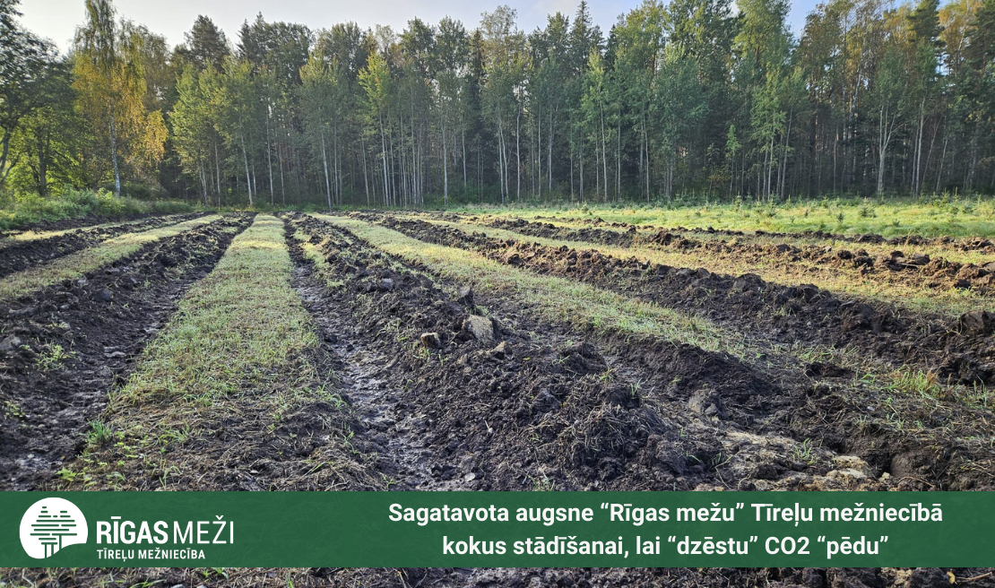 Sagatavota augsne “Rīgas mežu” Tīreļu mežniecībā kokus stādīšanai, lai “dzēstu” CO2 “pēdu”