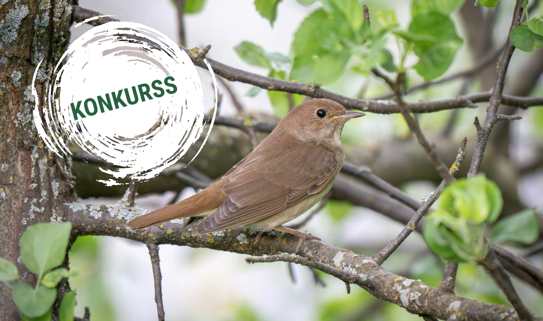 putns zarā. kreisajā sānā uzraksts KONKURSS