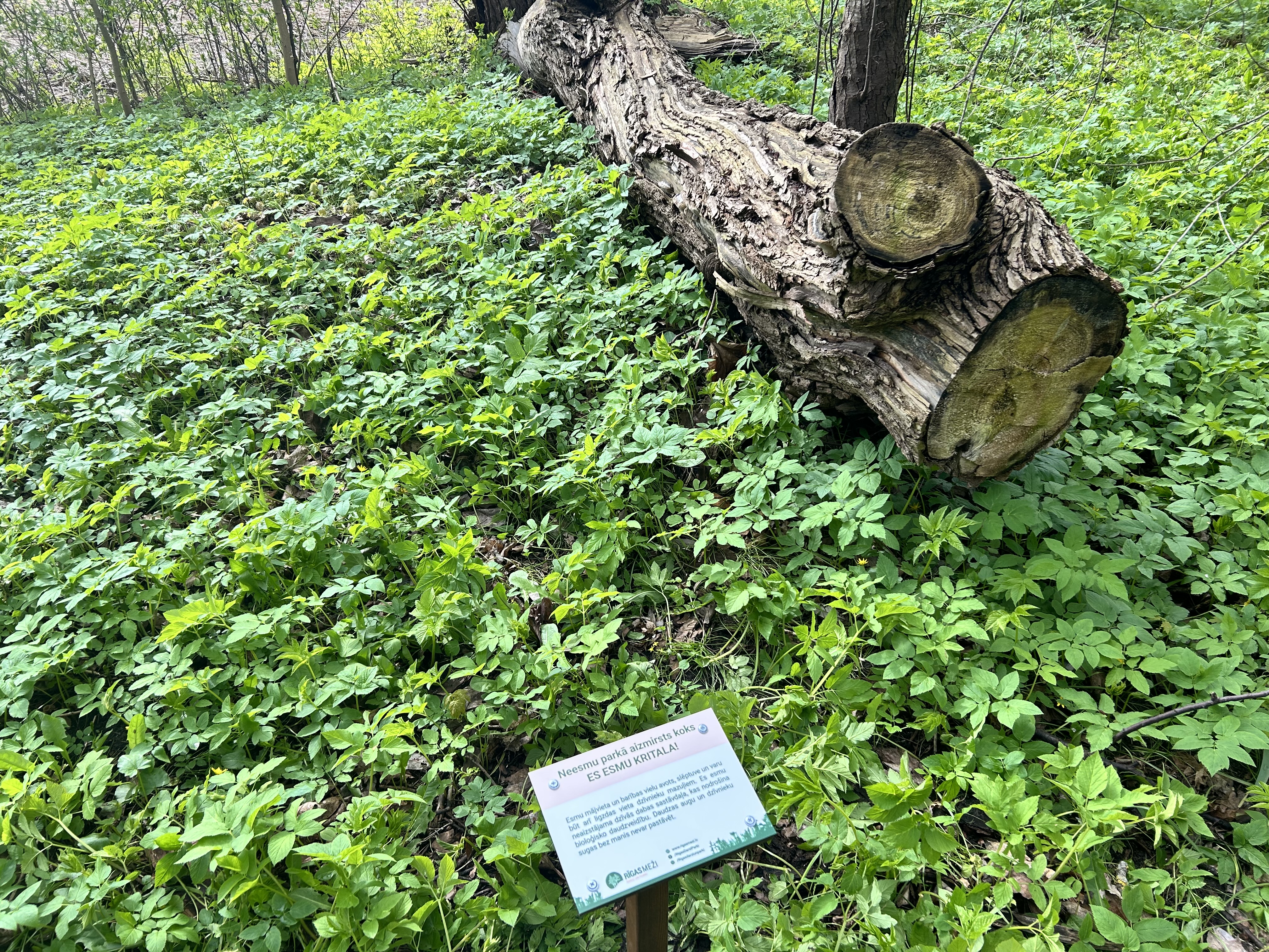 Zaļā zālē guļ vecs koks - kritala. Pie šī koka uzlikta nozīmēta ar paskaidrojumu, kas ir kritala