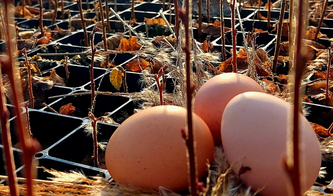 Attēlā ir trīs Lieldienu olas, kas atrodas starp koku stādiem