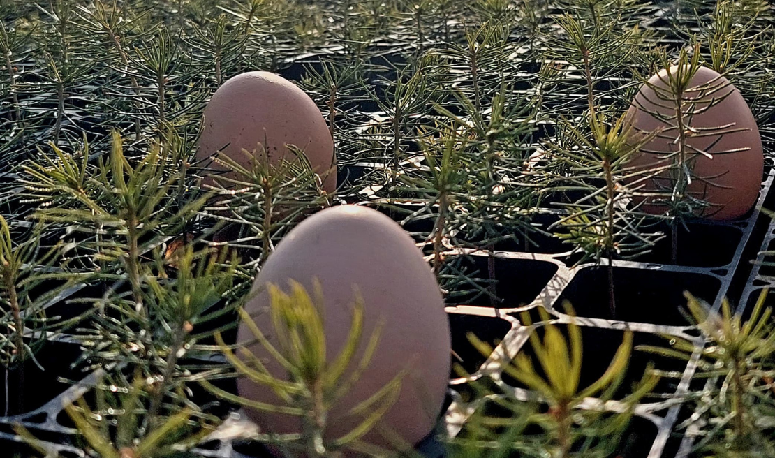 Attēlā ir trīs brūnas Lieldienu olas, kas atrodas starp priedes stādiem