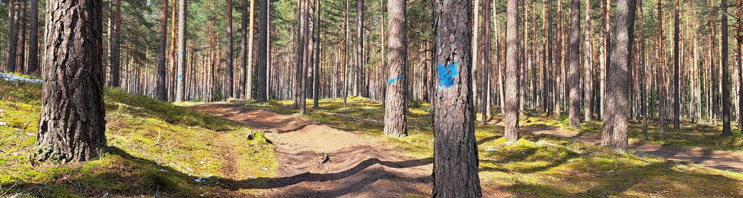 Attēlā ir moto taka, kurai abās pusēs ir priežu mežs. Uz dažiem kokiem ir moto takas virziena apzīmējumi zilā krāsā
